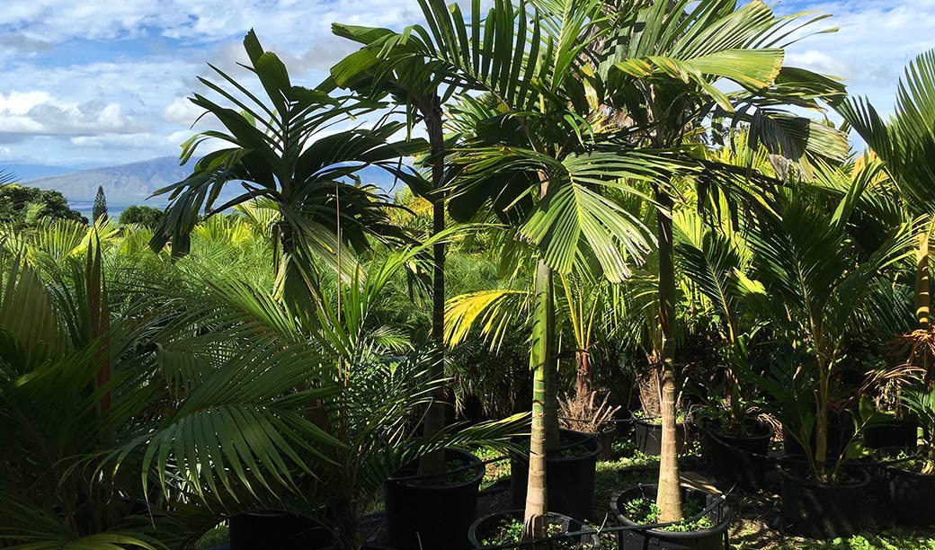 Maui Palm Tree Nursury