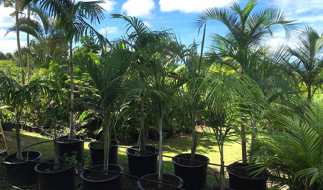 Maui Palm Tree Nursury