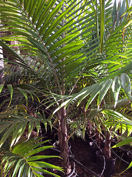 Specials » Maui Palm Tree Nursery – Pacific Island Palms, Kula